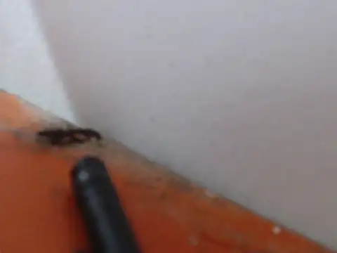 alexam_gal@xh - Alexam_gal@xh's free webcam - UK Sex Cams