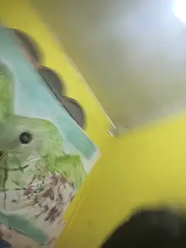 Lovely_apple19 webcam