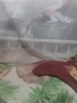 degeneradicto webcam