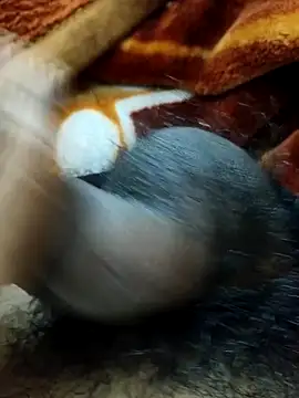 _stripchat_owner_ - _Stripchat_Owner_'s free webcam