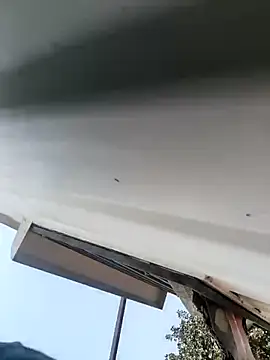 Bengal_Tiger420 webcam