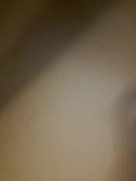 striplove777 - Striplove777's free webcam