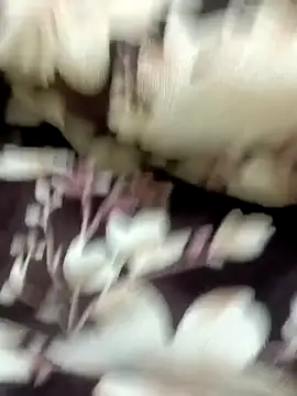 Rocky-badboy_cum4me webcam