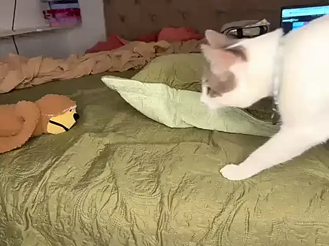 brualenc - BRUALENC's free webcam - UK Sex Cams