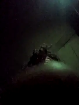 bearded_cross webcam