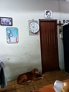 Venus_sin_rostro webcam