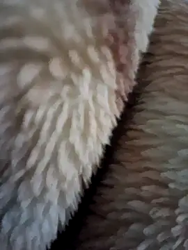 aman4404 - Aman4404's free webcam - UK Sex Cams