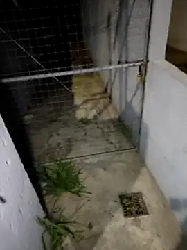 ariadna2015 (G milf) - Paseo con Plug anal con correa