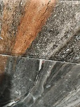 Bengal_Tiger420 webcam