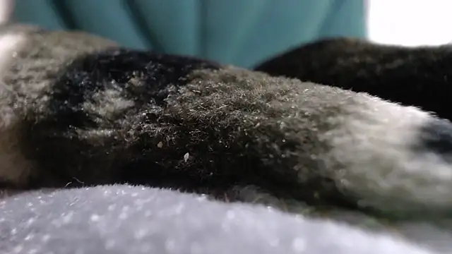 nellybba (F milf) - MakeThatPussyDrip