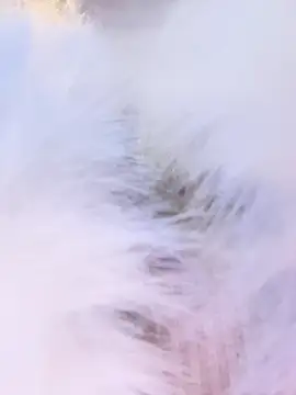 AnastasiaAniess webcam