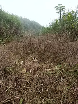 nangmo - Nangmo's free webcam