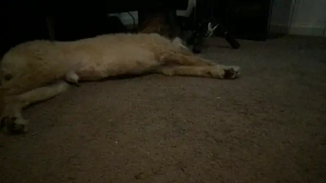 Babyboobabybye08 webcam