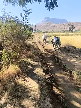 Wildlife_With_devil_89 webcam