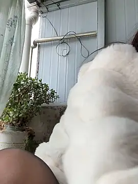 美女Aiss-niang在线直播