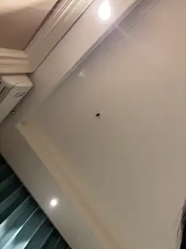 美女MengMeng0515在线直播