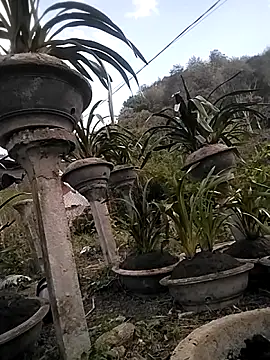 alibabapi - Alibabapi's free webcam - UK Sex Cams