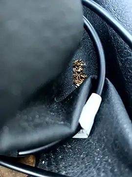 legaros live sex cam