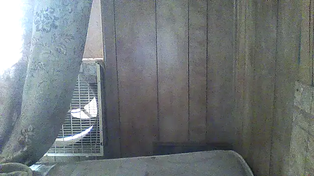 Luke Thighwalker (Luke_thighwalker2469)