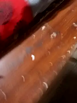 cutesarikalive (F young) - Pussy show