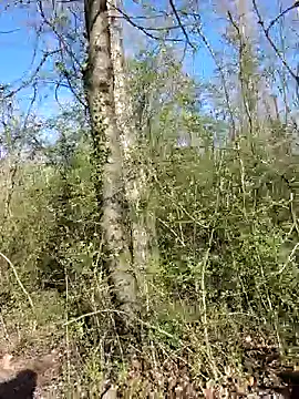 twitshe Live Webcam on Stripchat