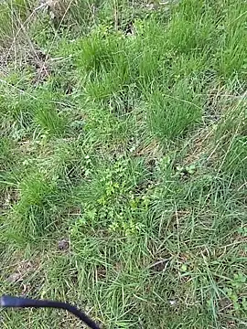 nataliecdlive live sex cam