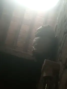 Ankit_couple2525 live cam