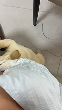 美女dingding-520在线直播