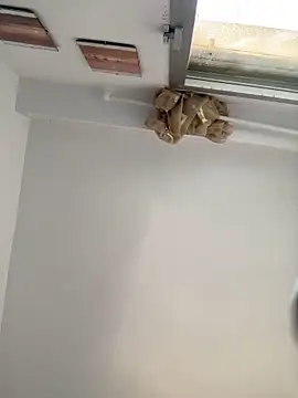 Preview of lucascacaca