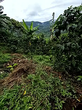 alexi25975hhgh (M young) - Ayuda si se puede