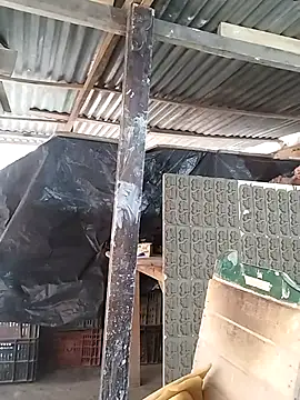 hoteder live sex cam