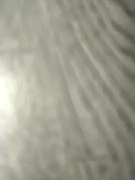 jellydicks (M young) - East Indian Cumm