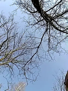 Nikeyone2 live sex cam