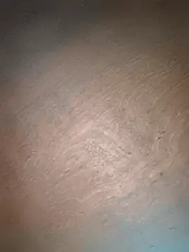 Srmotrs live sex cam