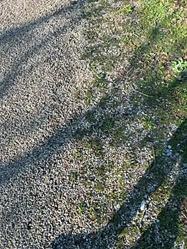 magicdickx21 live sex cam