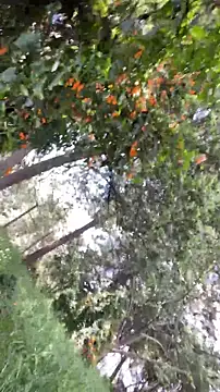 Jacovo2002's live cam