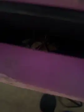 Preview of angelagoddes