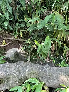 nahomyvega - NahomyVega's free webcam