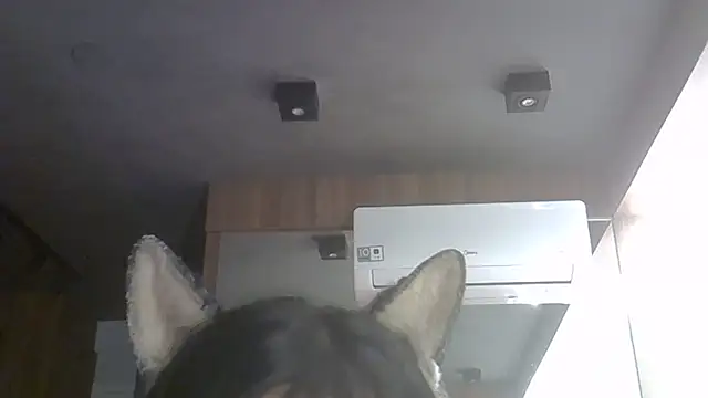 Preview of skinnykitten