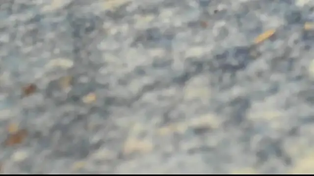 Preview of kurvykandie