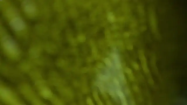 pamela_george_hot69 (G young) - Suck dick