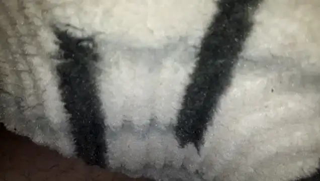 Preview of yarar_can