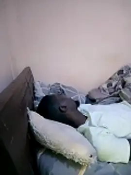 Brian_johns Live Webcam on Stripchat