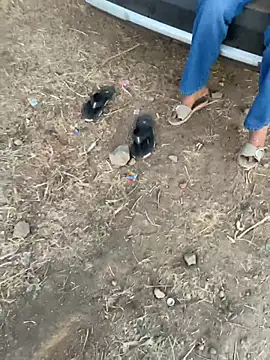 miss__malaika (Ask my age) - #anal #big-ass #big-nipples #blowjob #cock-rating #doggy-style #foursome #group-sex #handjob #hd #middle-priced-privates #mobile #outdoor #recordable-privates #spanking #student #ticket-and-group-shows #anal #anal-doggy-style #anal-indian #big-ass #big-ass-anal #big-ass-doggy-style #big-ass-indian #big-nipples #blowjob #brunettes #brunettes-blowjob #cock-rating #doggy-style #foursome #group-sex #handjob #hd #indian #medium #middle-priced-privates #middle-priced-privates-indian #mobile #outdoor #recordable-privates #spanking #student #ticket-and-group-shows