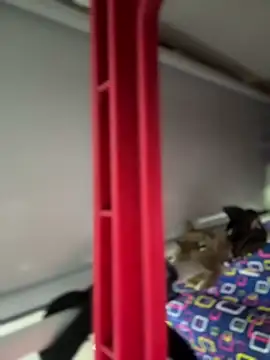 Preview of mila_morgan