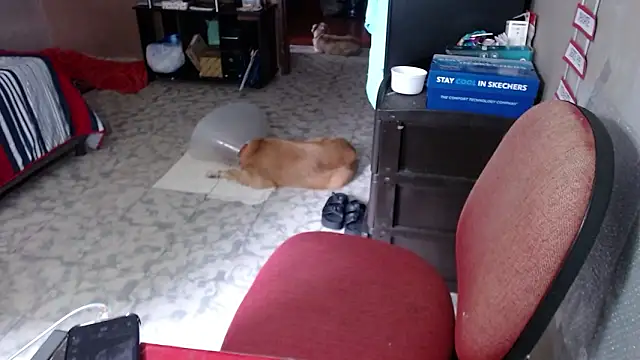 barbiegomez (F milf) - full naked