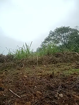 nangmo - Nangmo's free webcam - UK Sex Cams