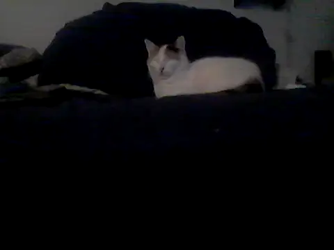 Preview of silencio26