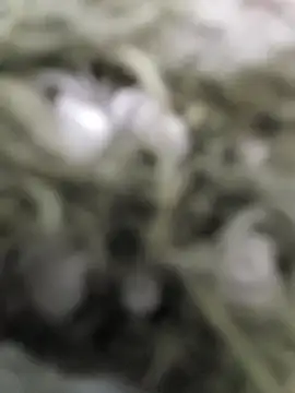 taku9099 (M young) - #asian #big-cocks #blondes #cam2cam #cheap-privates #ejaculation #flashing #flexing #hd #japanese #medium #mobile #small-audience #straight #young