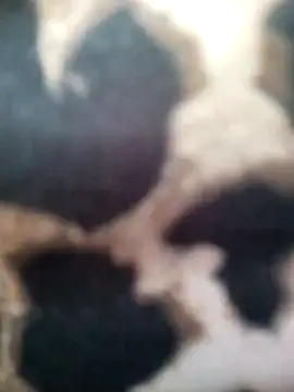 luianna - Luianna's free webcam - UK Sex Cams